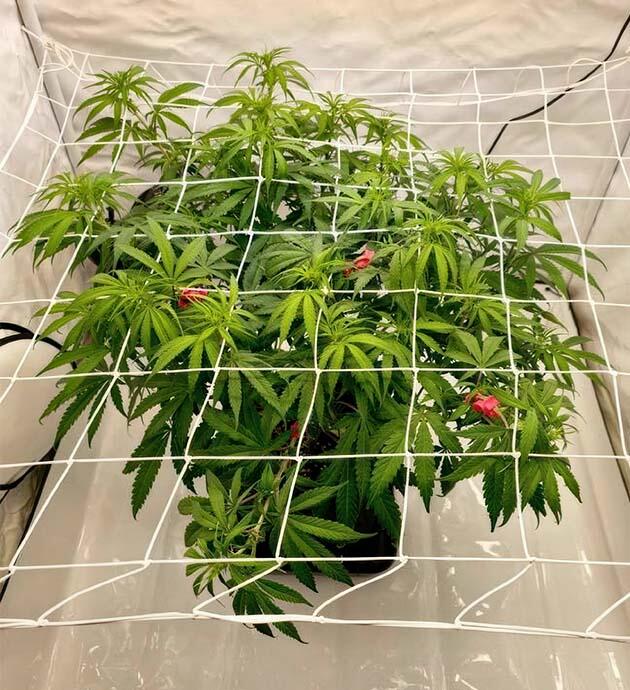 Куст Super Silver Haze от сидбанка GHS на 8 неделе