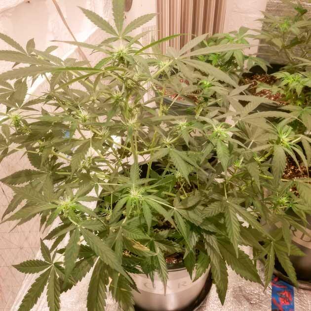 Активное развитие каннабиса Растение конопли на активной стадии цветения под ярким светом