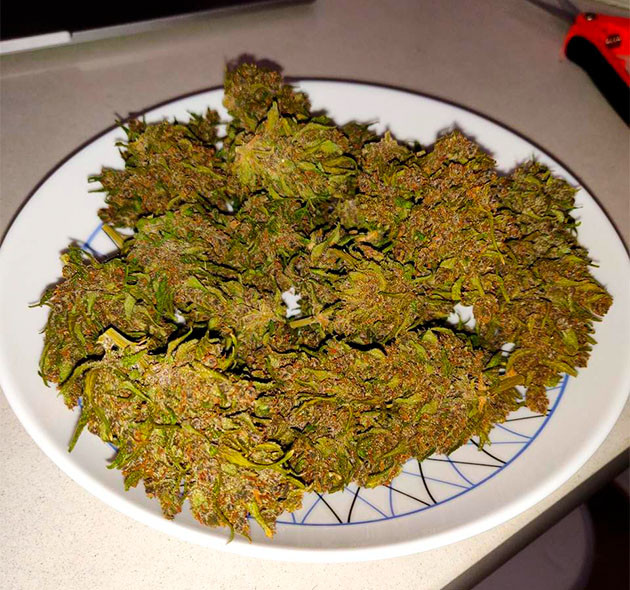 Сухой урожай конопли