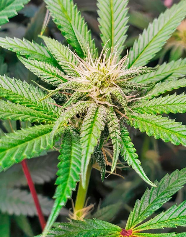 Трихомы на шишках конопли