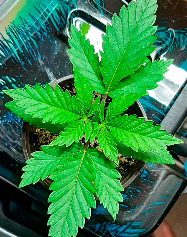 Росток Bruce Banner от сидбанка Семяныч на 2 неделе