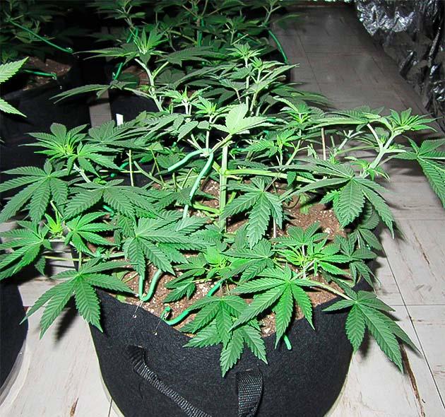 Куст 10th Planet R1 на 6 неделе выращивания