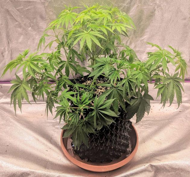 Куст Sapphire OG ростом 45 см