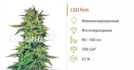 LSD от сидбанка Семяныч