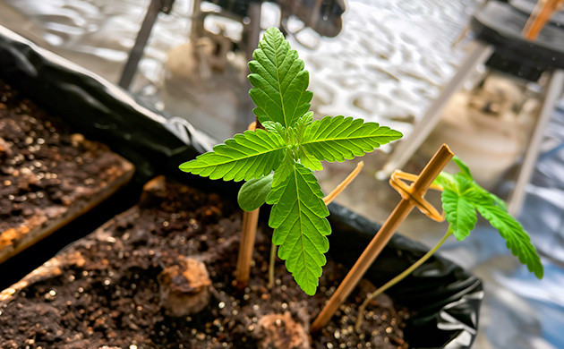 Поддержка саженцев каннабиса