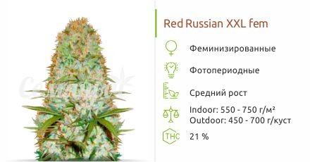Red Russian XXL fem (Victory Seeds)