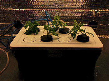 4 клона Fruit Punch