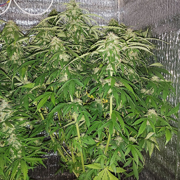 Созревший куст Super Skunk Auto