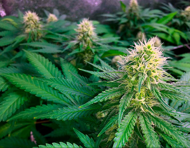 Рост кустов на 8 неделе выращивания 70 см