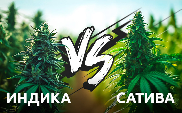 Влияние генетики на эффекты