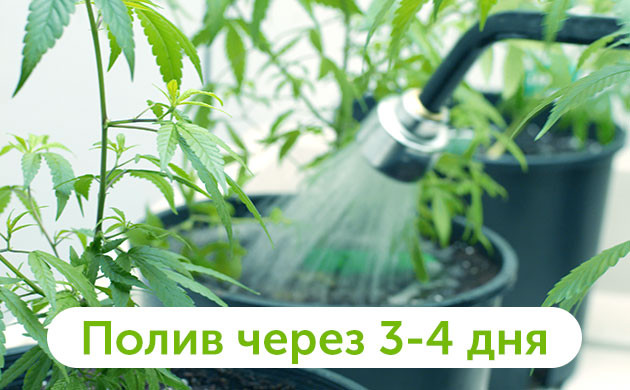 Второй полив через 3-4 дня
