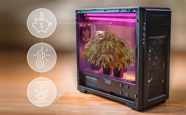 Освещение конопли