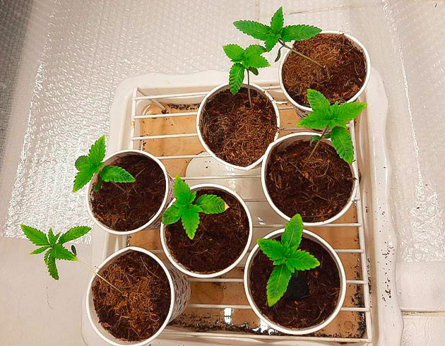 Ростки Persian Pie от Green House Seeds на 1 неделе
