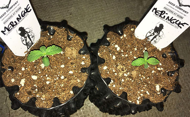 Первая пара веерных листочков