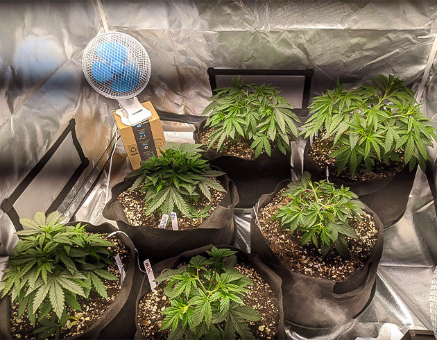 Разница в развитии сортов