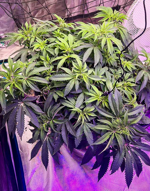 Куст в гроубоксе на 8 неделе