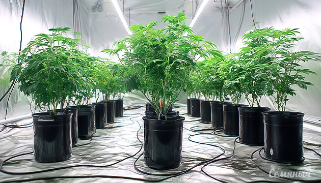 Гидропоника: идеальные условия для каннабиса