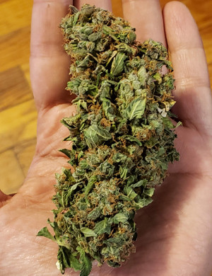 Шишка Mexican Airlines auto fem