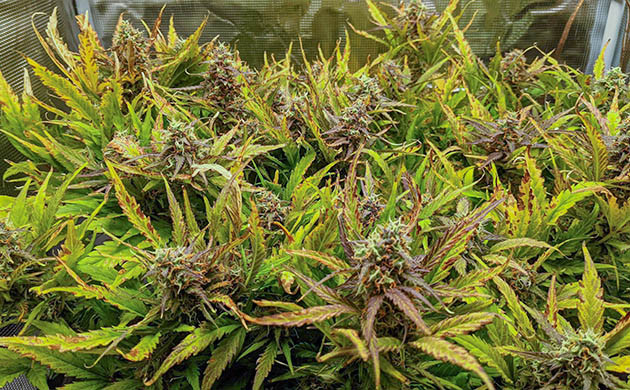 Коричневые пятна на листьях конопли