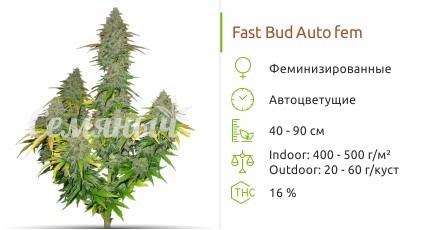 Fast Bud Auto fem от Sweet Seeds