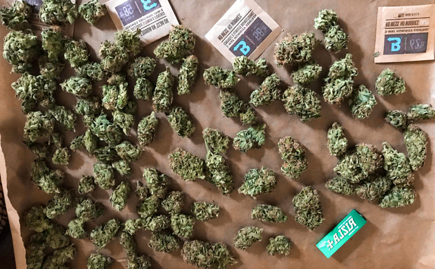 Урожай конопли в выращенный небольшом гроубоксе