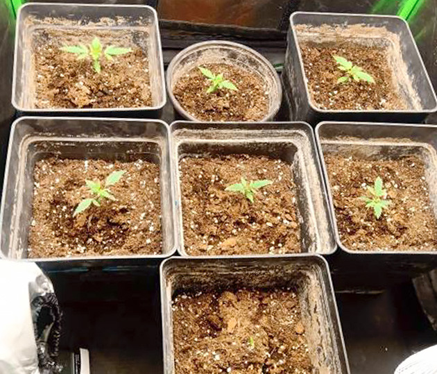 Проблемы в развитии одного из сажанцев