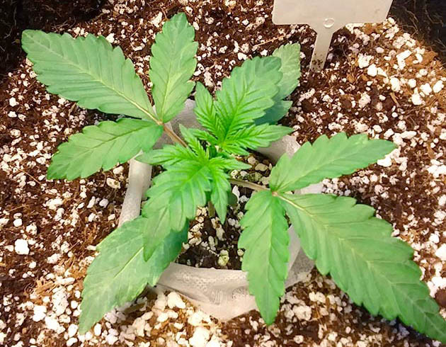 Обесцвеченные и бледные листья конопли