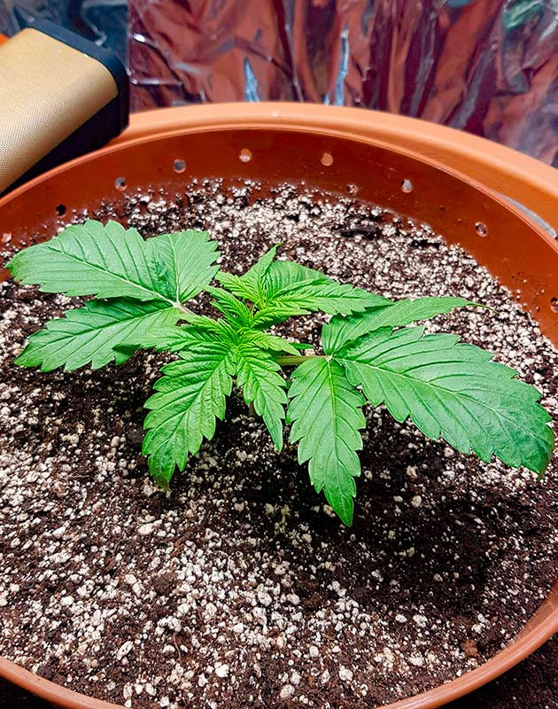 Растение Zkittlez Auto