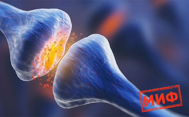 Деактивирует ли КБД каннабиноидные рецепторы