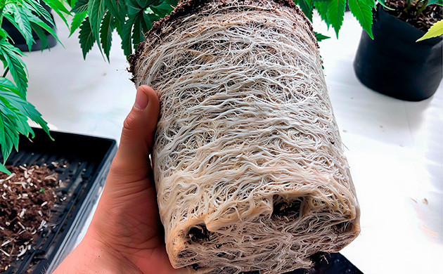 Микориза и корневая система каннабиса