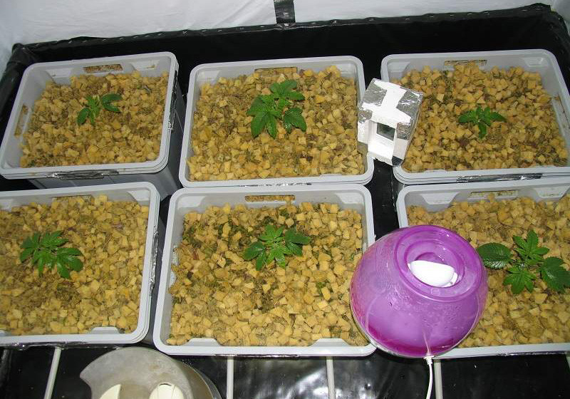 Jack Herer на стадии вегетации