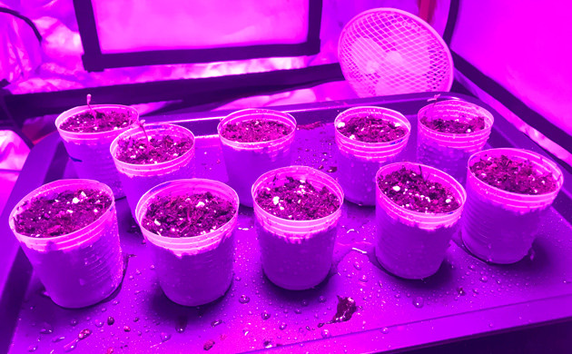 Стаканы с семенами