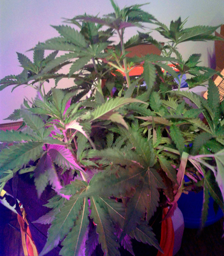 Куст Scout Cookies auto ростом 35,4 см