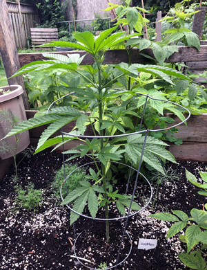 Формирование шести узлов