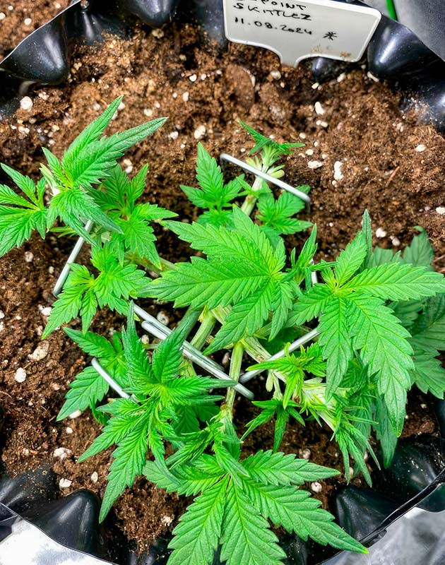 Растишка Gorilla Zkittlez Auto от FastBuds на стадии вегетации