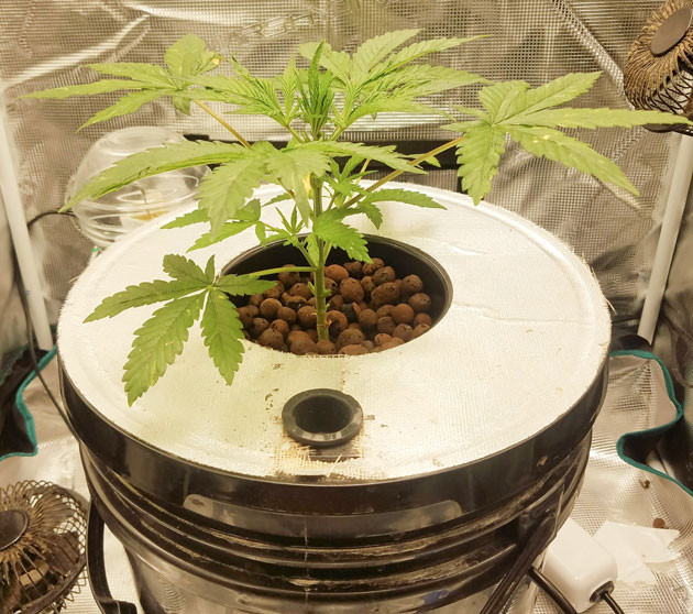 Обработка Protect для Bruce Banner Auto