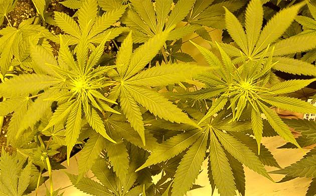 Куст 10th Planet R1 на 8 неделе выращивания