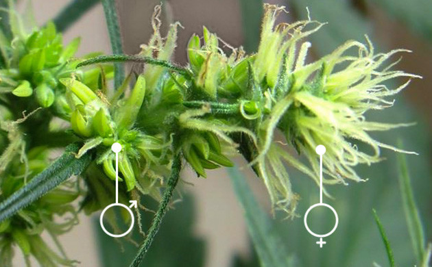 Нежелательные мутации конопли