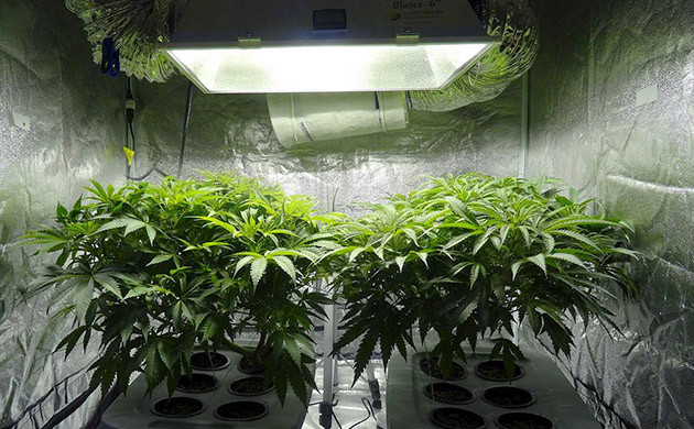 Освещение при выращивании разных сортов конопли