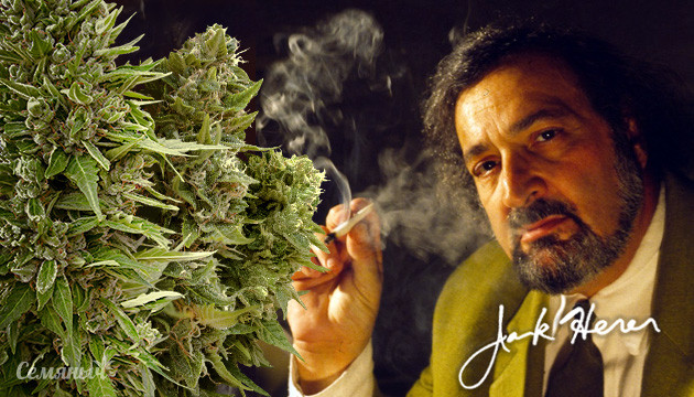 Сорта конопли Jack Herer