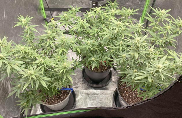 Blueberry Muffin: повышение уровня питания