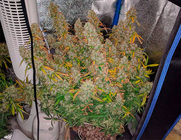Каннабис оранжевыми листьями и большими соцветиями