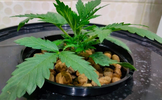 Конопля на 2 неделе роста