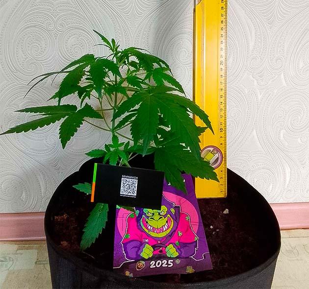 Куст Sexy Cinderella Auto на стадии вегетации