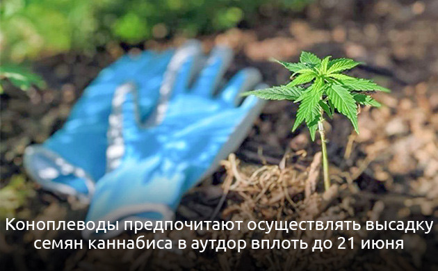 Выращивание конопли после начала сезона