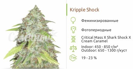 Kripple Shock fem от Dr. Krippling Seeds