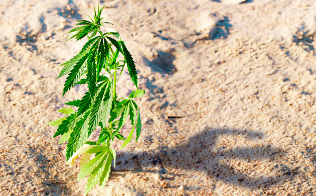 Устойчивость автоцветущих сортов