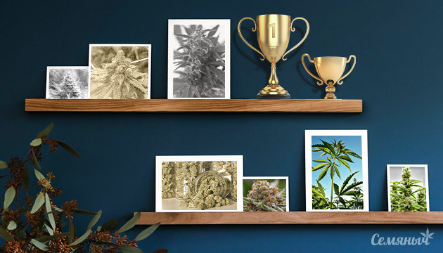 история легендарных генетик марихуаны