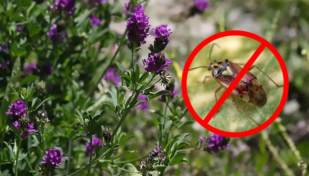 Люцерна привлекает хищных насекомых