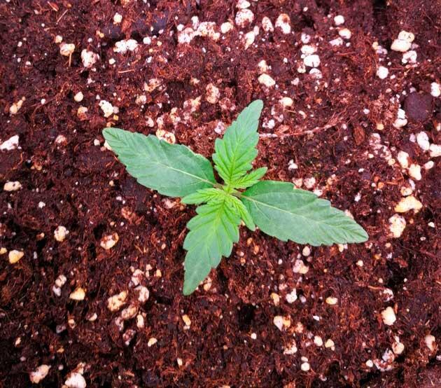 Первая неделя роста конопли